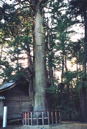 八幡神社の姥杉