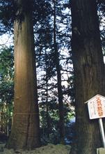 興福寺の杉1