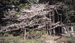 水神龍桜の写真