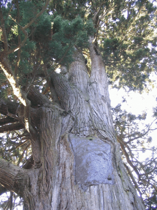 弥陀の杉の写真