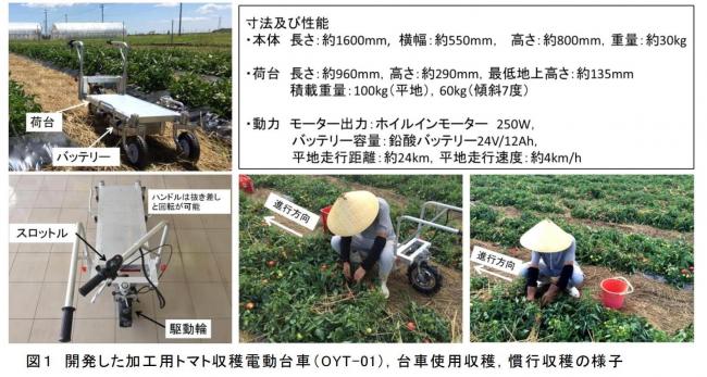 開発した加工用トマト収穫電動台車（OYT-01）,台車使用収穫,慣行収穫の様子