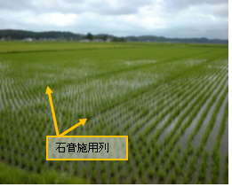 石膏施用列の稲の写真