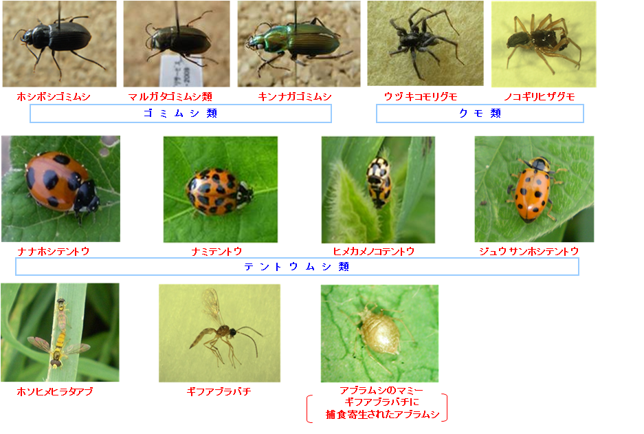 生物多様性の指標生物の写真