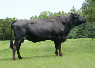 新しい基幹種牛「勝洋」号の写真
