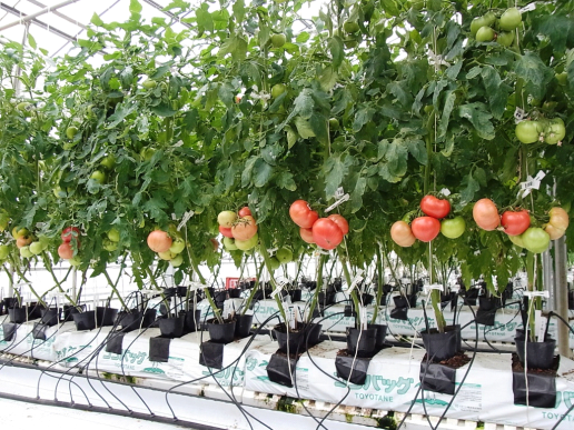 トマト栽培の様子