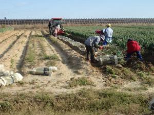 農事組合法人井土生産組合での長ネギ収穫及び調製作業の様子1