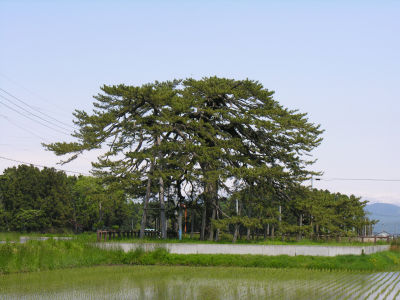 県指定天然記念物月観の松