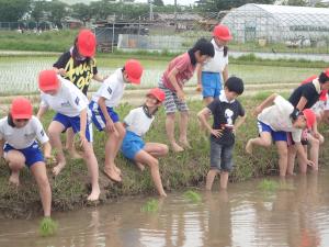 水田に入り始めの様子を写した写真