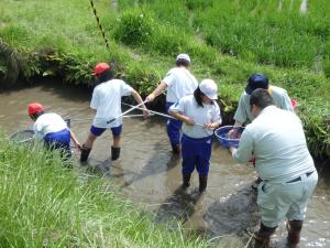 生き物調査の様子