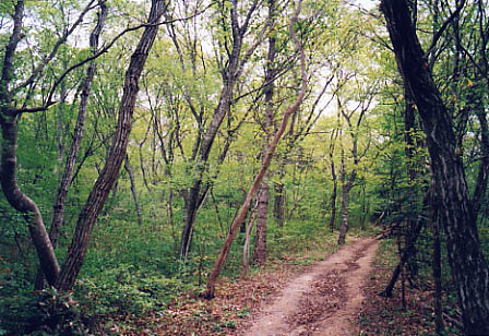 アカシデの森の写真