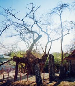 山王の桜