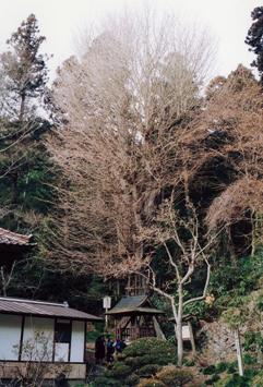 東陽寺のイチョウ