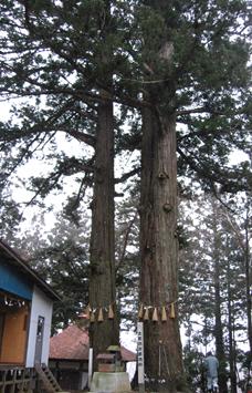 八幡神社の太郎坊・次郎坊杉