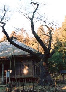 長谷寺の遮那桜