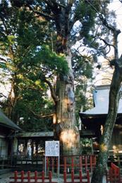 八幡神社の姥杉