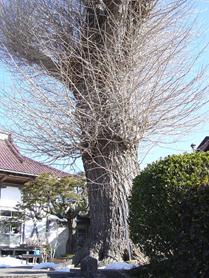 宗恵寺のイチョウ