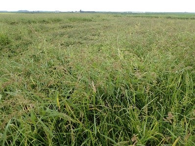 除草剤抵抗性ノビエ