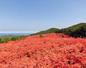 徳仙丈山満開のツツジの写真