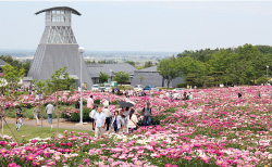 愛宕山公園のシャクヤクまつりの写真