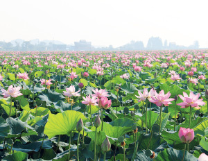 伊豆沼・内沼はすまつりの写真