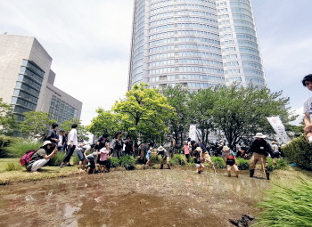 六本木ヒルズ屋上庭園でのみやぎ米新品種「だて正夢」の田植えイベントの写真