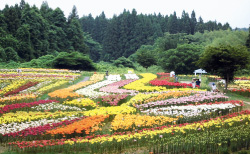 南くりこま高原 一迫ゆり園の写真