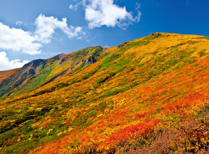 栗駒山の紅葉の写真