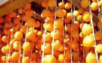 仙南の冬の味覚「ころ柿」の写真