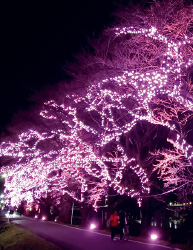 おおがわら桜イルミネーションの写真