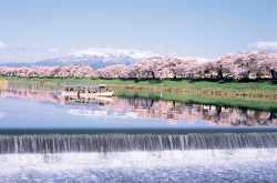 おおがわら桜まつりの写真