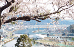 日和山公園の桜の写真