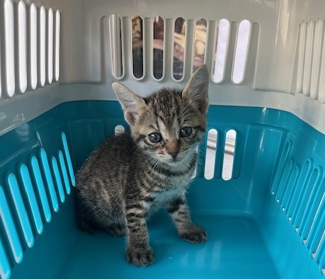 キジトラ子猫メス1か月齢
