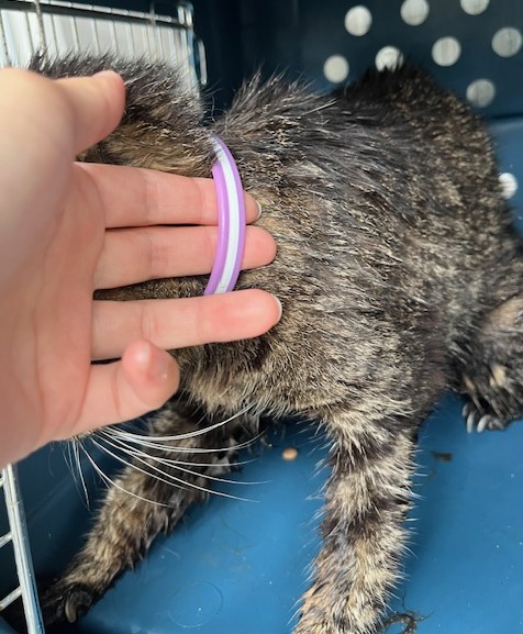 高齢キジトラメス猫ゴム製首輪1