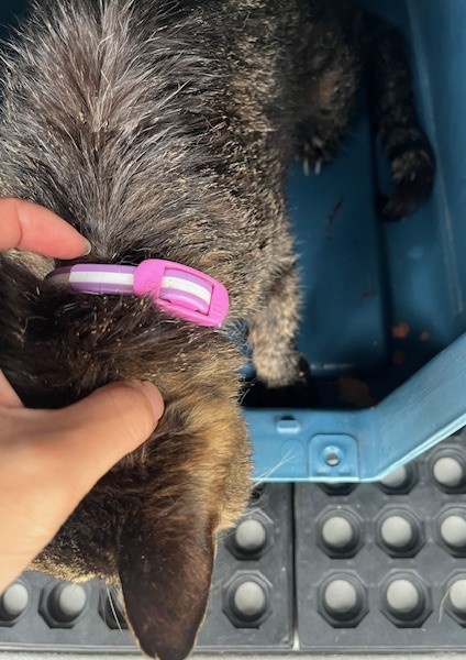 高齢キジトラメス猫ゴム製首輪2