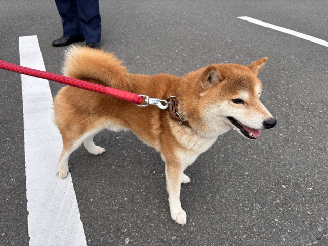 志津川放浪犬オス