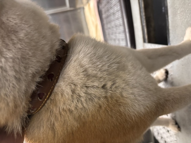 放浪犬柴首輪