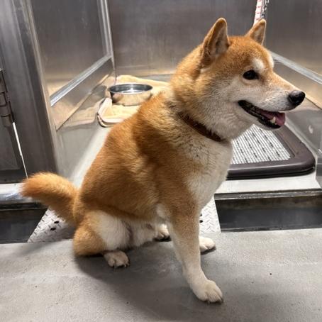 放浪犬柴