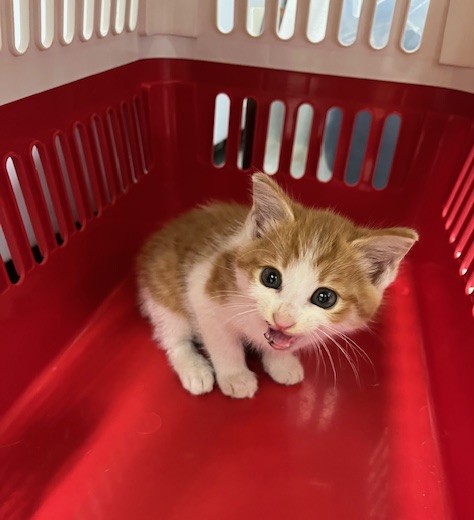 茶白メス子猫1～2か月齢