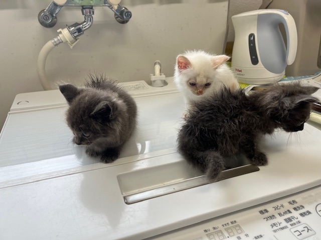 最知南猫