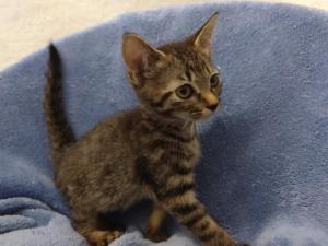 キジトラ子猫メス2か月齢
