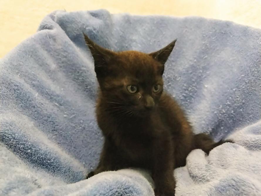黒子猫メス2か月齢3