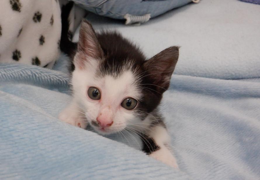 黒白子猫オス1か月齢1