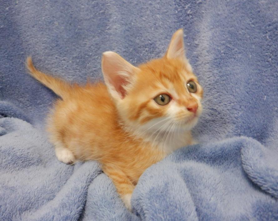 茶白子猫オス1か月齢1