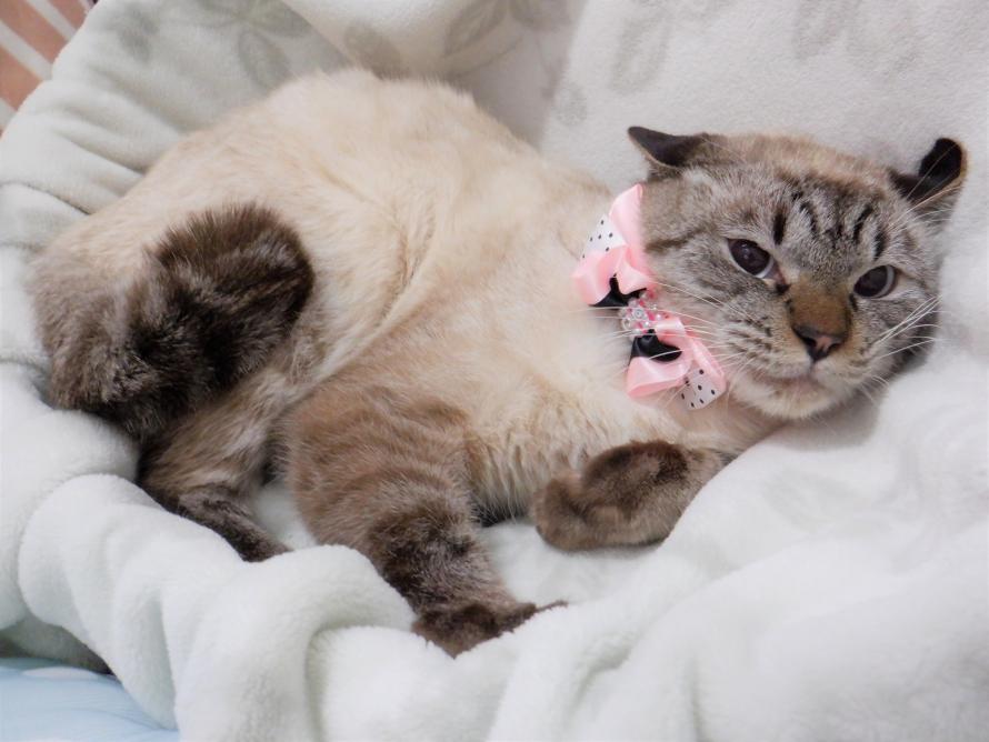 シャム系オス1-2歳前後ランくん1