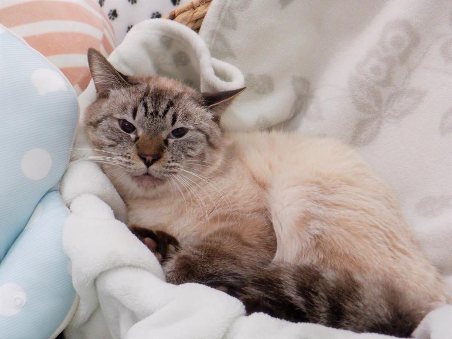 シャム系オス1-2歳前後ランくん2