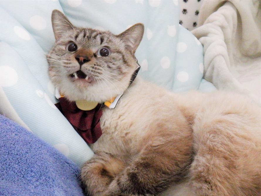 シャム系オス1-2歳前後ランくん5