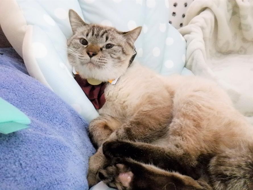 シャム系オス1-2歳前後ランくん4