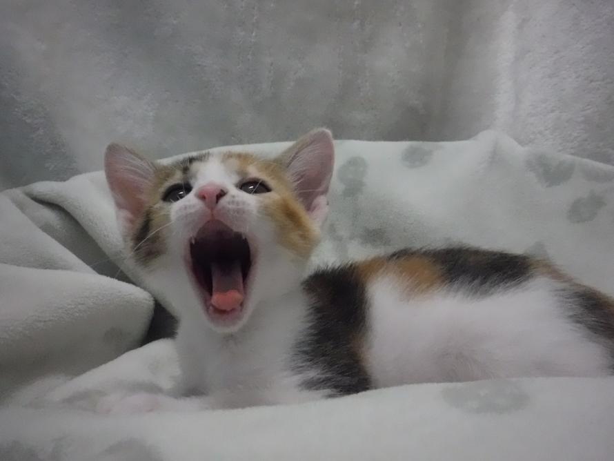 三毛メス2か月齢前後ハスちゃん2