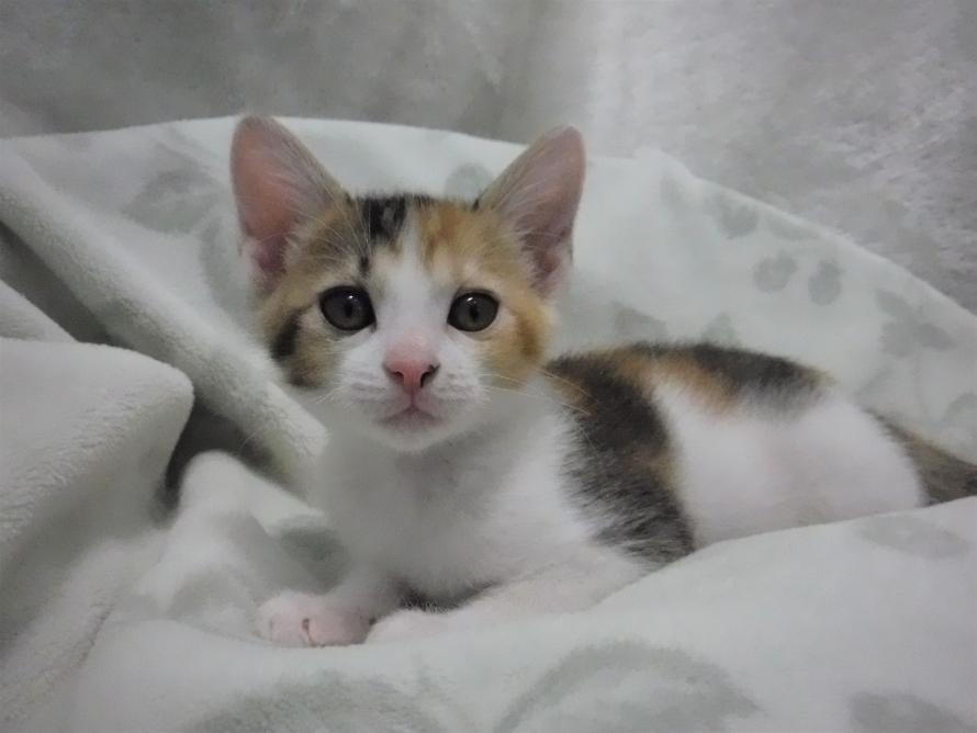 三毛メス2か月齢前後ハスちゃん1