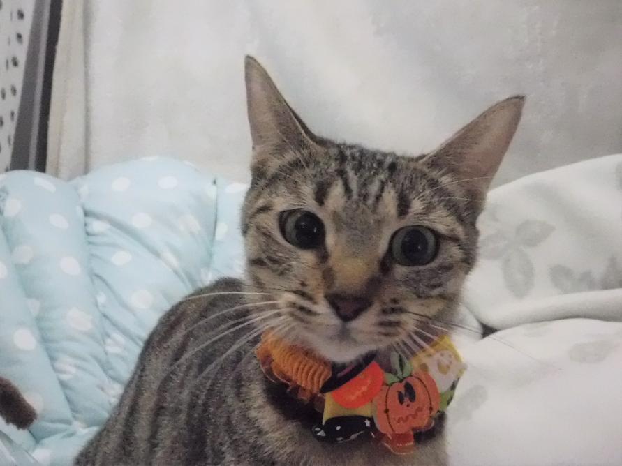 キジトラ2歳前後アスターちゃん1